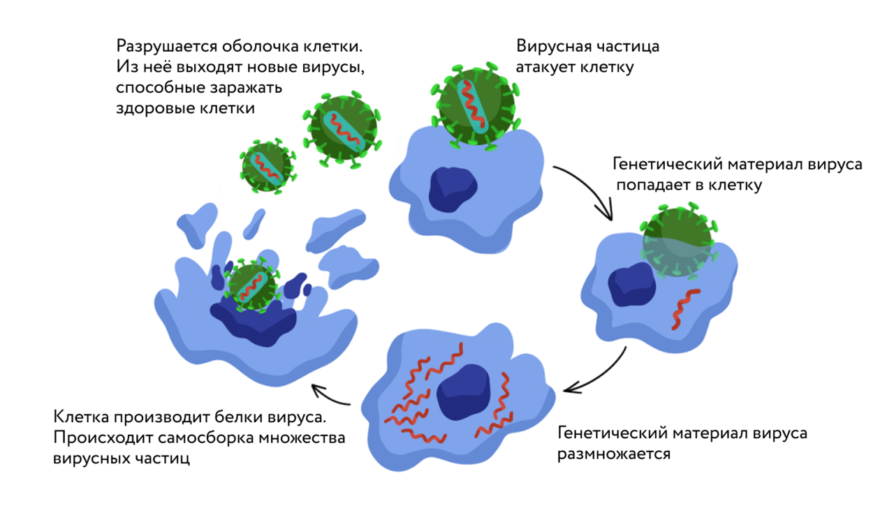 Жизненный цикл вируса в клетках