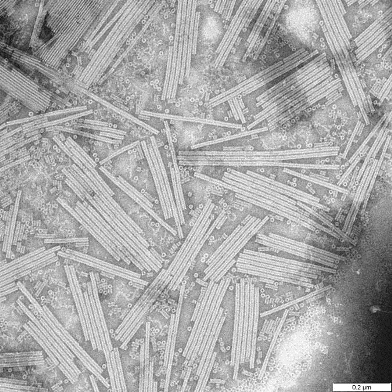 Вирусы под микроскопом