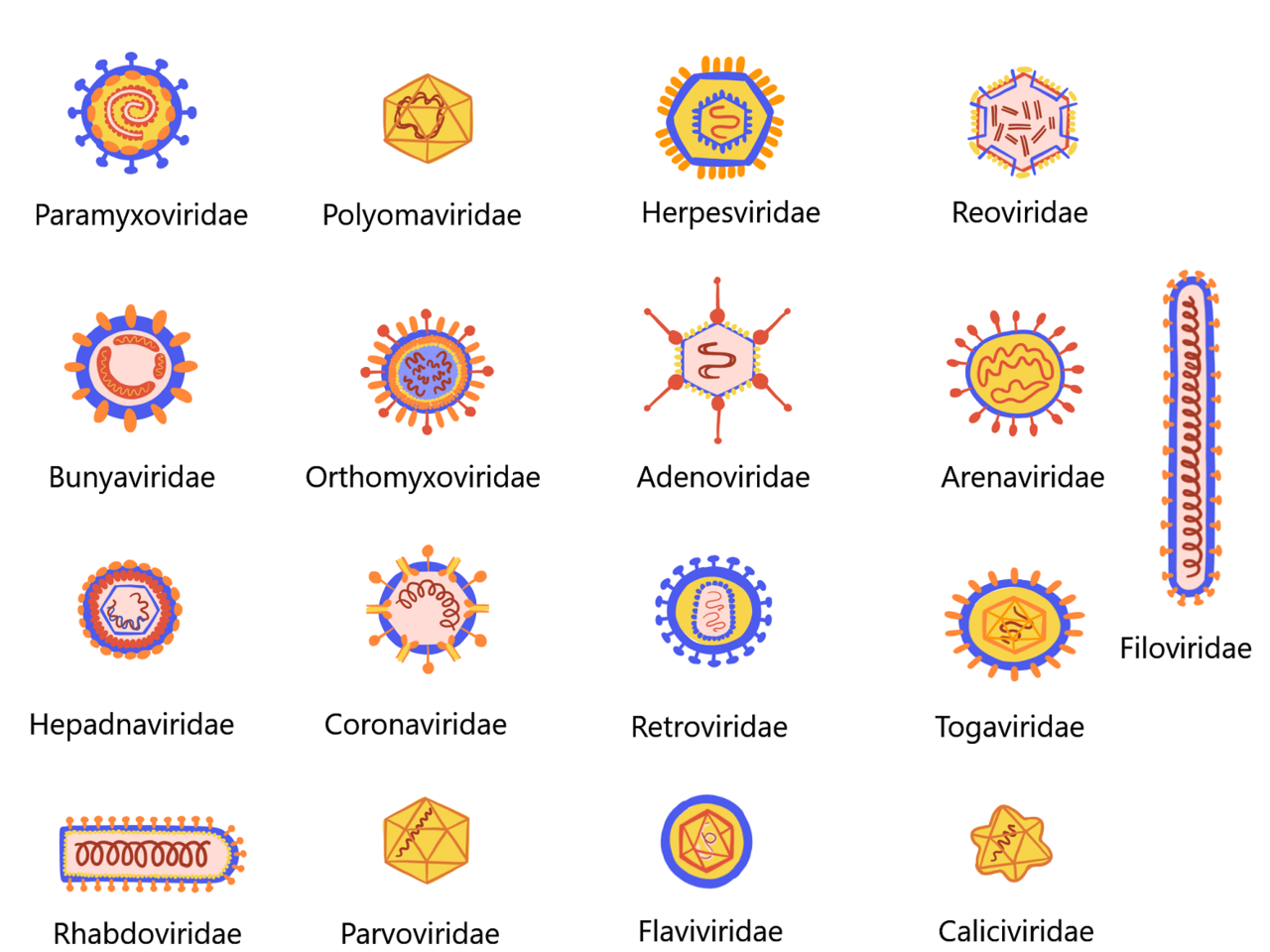 Разнообразие форм вирусных частиц