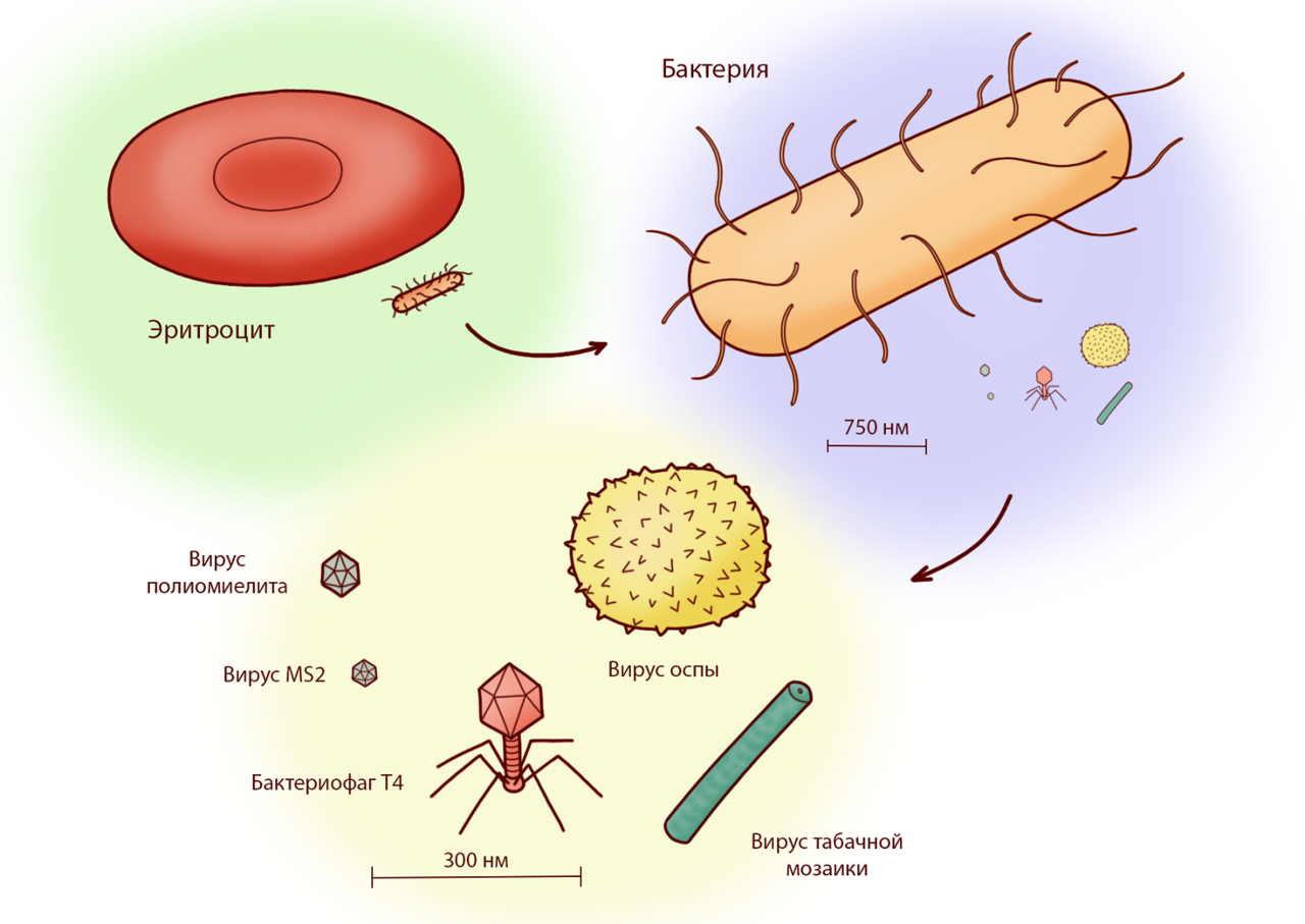 Сравнительные размеры красной клетки крови человека (эритроцита), бактерии и разных вирусных частиц