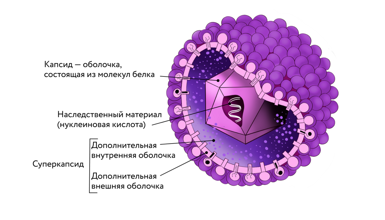 Строение вирусных частиц